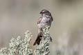 Sagebrush Sparrow Artemisiospiza nevadensis