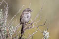 Sagebrush Sparrow Artemisiospiza nevadensis