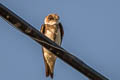 Sand Martin Riparia riparia riparia (Bank Swallow)