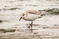 Sanderling Calidris alba rubida