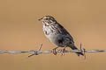 Savannah Sparrow Passerculus sandwichensis nevadensis