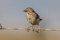 Savannah Sparrow Passerculus sandwichensis nevadensis