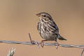Savannah Sparrow Passerculus sandwichensis nevadensis