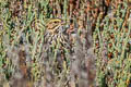 Savannah Sparrow Passerculus sandwichensis alaudinus 