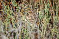 Savannah Sparrow Passerculus sandwichensis alaudinus 