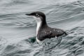 Scripps's Murrelet Synthliboramphus scrippsi