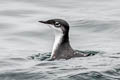 Scripps's Murrelet Synthliboramphus scrippsi