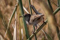 Sedge Wren Cistothorus stellaris