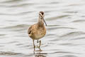 Short-billed Dowitcher Limnodromus griseus caurinus 