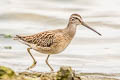 Short-billed Dowitcher Limnodromus griseus caurinus 