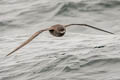 Short-tailed Shearwater Ardenna tenuirostris