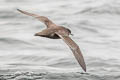 Short-tailed Shearwater Ardenna tenuirostris