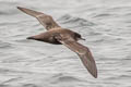 Short-tailed Shearwater Ardenna tenuirostris