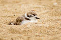 Snowy Plover Anarhynchus nivosus nivosus