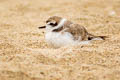 Snowy Plover Anarhynchus nivosus nivosus