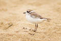 Snowy Plover Anarhynchus nivosus nivosus