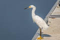 Snowy Egret Egretta thula brewsteri