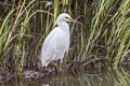 Snowy Egret Egretta thula brewsteri