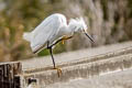 Snowy Egret Egretta thula brewsteri