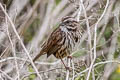 Song Sparrow Melospiza melodia gouldii