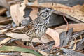 Song Sparrow Melospiza melodia gouldii