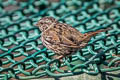 Song Sparrow Melospiza melodia pusillula