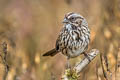 Song Sparrow Melospiza melodia gouldii