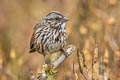 Song Sparrow Melospiza melodia gouldii