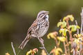 Song Sparrow Melospiza melodia gouldii