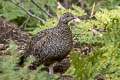 Sooty Grouse Dendragapus fuliginosus howardi