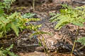 Sooty Grouse Dendragapus fuliginosus howardi