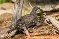 Sooty Grouse Dendragapus fuliginosus howardi