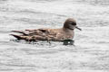 Sooty Shearwater Ardenna grisea