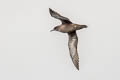 Sooty Shearwater Ardenna grisea