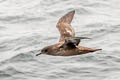 Sooty Shearwater Ardenna grisea