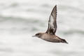 Sooty Shearwater Ardenna grisea