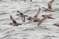 Sooty Shearwater Ardenna grisea