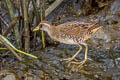 Sora Porzana carolina