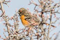 Spotted Towhee Pipilo maculatus megalonyx