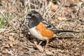 Spotted Towhee Pipilo maculatus megalonyx