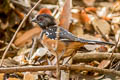 Spotted Towhee Pipilo maculatus megalonyx