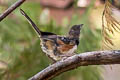 Spotted Towhee Pipilo maculatus megalonyx