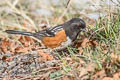 Spotted Towhee Pipilo maculatus megalonyx