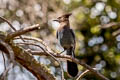 Steller's Jay Cyanocitta stelleri carbonacea 