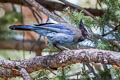 Steller's Jay Cyanocitta stelleri carbonacea 