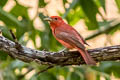 Summer Tanager Piranga rubra cooperi