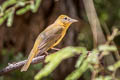 Summer Tanager Piranga rubra cooperi