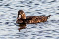 Surf Scoter Melanitta perspicillata