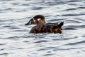 Surf Scoter Melanitta perspicillata