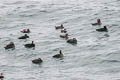 Surf Scoter Melanitta perspicillata